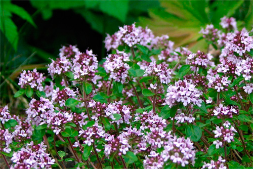 Bronquitis, remedios naturales. Bronquitis, remedios naturales.