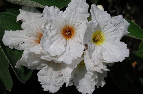 Laringitis, remedios naturales. Laringitis, remedios naturales.
