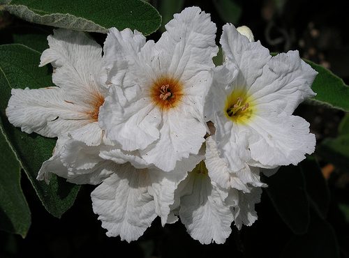 Laringitis, remedios naturales. Laringitis, remedios naturales.