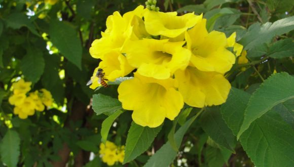 Diabetes, remedios naturales Diabetes, remedios naturales