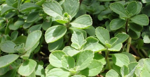 Acidez estomacal, Remedio Natural Acidez estomacal, Remedio Natural