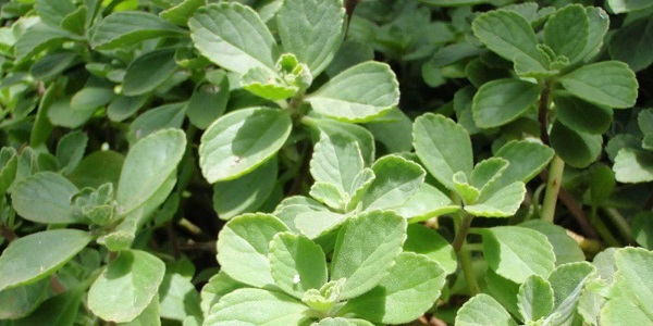 Acidez estomacal, Remedio Natural Acidez estomacal, Remedio Natural
